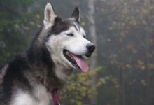 【個人養狗經驗分享】哈士奇拉粑粑泥狀，哈士奇粑粑稍軟-頭條楓林網