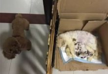 加菲貓生了一窩小奶喵，可最高興的竟是家裡的貴賓犬！？-頭條楓林網