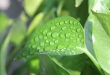 綠蘿爛根的土還能用嗎-頭條楓林網