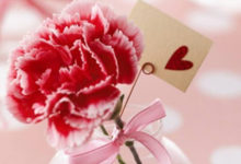 康乃馨的扦插步驟圖解-頭條楓林網