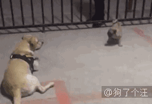 家有惡犬，門口都不用貼門神，笑死了-頭條楓林網