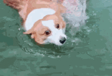 柯基第一次下水，泳池裡的人笑得合不攏嘴，汪：我不會游泳啊！-頭條楓林網