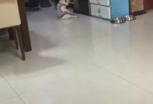 貓咪窗檯擺出神秘姿勢，鏟屎官發現貓咪在打暗號，貓咪：安全-頭條楓林網