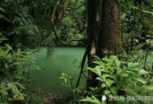 給作為「病菌集中營」的蚊子做絕育手術，究竟用意在何？-頭條楓林網