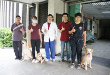 9歲警犬金毛乖乖地躺在床上，翻著肚皮接受超音波檢查，太萌了！-頭條楓林網