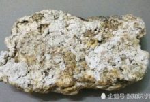 龍涎香是如何形成的？聽起來似乎有些殘忍-頭條楓林網