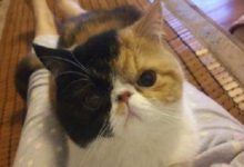 加菲貓嚎春會擾民嗎，加菲貓嚎春能制止嗎-頭條楓林網