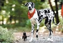 只知道有大狗狗，沒想到還有大貓咪-頭條楓林網