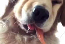 金毛吃肉遲到一半，主人騙它說肉里有毒，金毛竟這個反應！-頭條楓林網