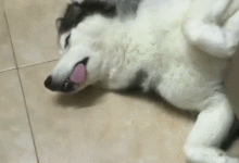 二哈攤地上翻白眼，主人：狗子，你腫么了？狗：拆家可是個體力活-頭條楓林網