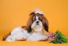 【個人養狗經驗分享】西施犬一星期洗澡幾次，西施犬一個星期要洗幾次澡-頭條楓林網