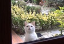 喵星人貪玩一夜未歸，第二天趴在玻璃門可憐巴巴賣萌讓主人開門，讓人哭笑不得！-頭條楓林網