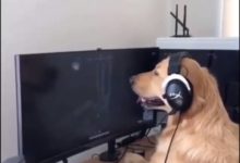 把金毛送給男友在家照顧，第二天收到視頻，女主人臉都綠了-頭條楓林網