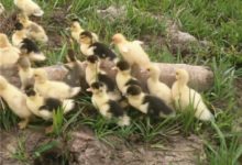 母鴨領一群小鴨去游泳 為何沒有一隻小鴨像母鴨？-頭條楓林網