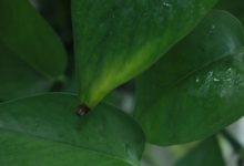 綠蘿可以用複合肥嗎-頭條楓林網