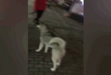 哈士奇街頭犯二，挑釁霸氣猛犬卡斯羅，但是猛犬卻慫了……-頭條楓林網