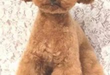 這隻狗火了！原因讓人忍俊不禁…-頭條楓林網