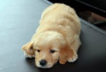 寢室查狗，學生把金毛運送回家，金毛在路上的舉動暖心了……-頭條楓林網