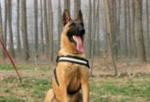 馬犬價格-汪汪之家-頭條楓林網