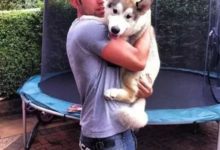 阿拉斯加小時候還可以捧在懷裡，長大後就-頭條楓林網