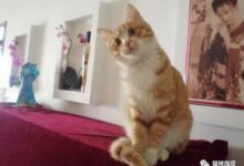 鏟屎官給貓咪表演魔術，貓咪一臉嫌棄-頭條楓林網