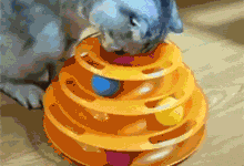 貓想撿玩具下的小老鼠，結果頭被卡，主人救它時的模樣笑屎人了...-頭條楓林網