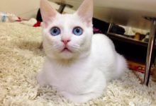 奶奶在淘米，本以為貓咪要來幫忙的-頭條楓林網