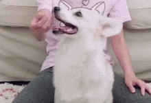 90%的主人不知道：狗子脾氣大可能是因為患上了社交障礙！-頭條楓林網