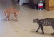 兩貓相遇，以為大戰一觸即發，結果卻是愛情來得太快-頭條楓林網