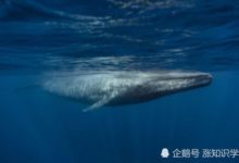 美人魚不僅存在於童話，新發明可讓人類「變成」美人魚！-頭條楓林網