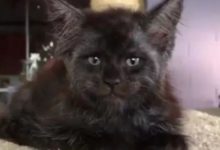 第一眼看它像個人，再看一眼頓時毛骨悚然，它竟然是只貓！-頭條楓林網