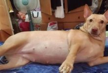 狗子身姿妖嬈地躺床上，這還是自己當初養的那隻小可愛嗎？-頭條楓林網