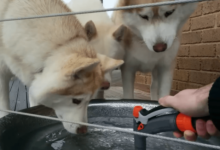 哈士奇一家三口被網友吐槽是「傻子」，主人：太純了吧-頭條楓林網