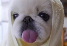 超萌狗狗成實力吃貨，網友：真的不打算開吃播嗎？-頭條楓林網