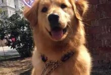 金毛被寶寶追著要奶吃，靈機一動跳到了沙發上，笑噴了！-頭條楓林網