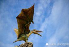 1噸重的鳥類是否存在？能否飛行也是個大問題-頭條楓林網