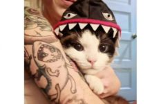 女主帶著貓咪去了紋身店，為給貓咪特殊的禮物，只是苦了紋身師-頭條楓林網