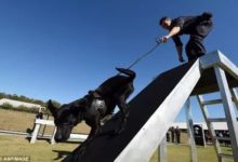 牧羊犬被警察學院開除，原因戳中笑點！-頭條楓林網