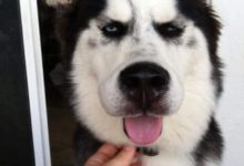 萌寵們招惹蜜蜂的下場，看你們還調皮么？這下長記性了吧！-頭條楓林網