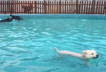 二哈游泳池犯二，把小狗往水底摁，小狗的主人都被氣壞了……-頭條楓林網