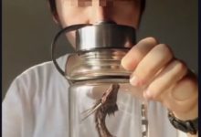 網友帶著它神奇的寵物出門曬太陽，接下來的這一刻讓所有人「匪夷所思」！-頭條楓林網