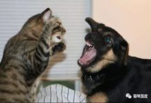 貓咪遇到一隻很兇的黑狗，相當淡定-頭條楓林網