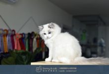 小胖子貓咪又便秘?找對根源是關鍵!-頭條楓林網