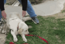 主人因故把狗子送去寄養，等去接它時，這貨竟裝起了失憶……-頭條楓林網