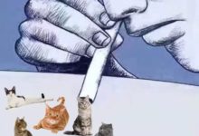 看貓片嗎？趕快來這裡-頭條楓林網