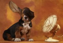 炎炎夏日狗狗中暑會死亡，關於狗狗防中暑幾點秘訣應該了解一下-頭條楓林網