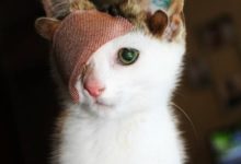 詭異小貓，4個耳朵，一隻眼睛，重獲新生-頭條楓林網