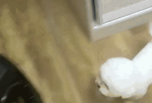 女主人剛喊出門，比熊就鑽入了背帶包大喊大叫，生怕把它忘了！-頭條楓林網