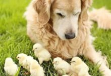 狗子竟背著我交了這麼多狐朋狗友，最不可忍的是最後那位！-頭條楓林網