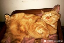 橘貓死活不肯出門？主人靈機一動拿起它最愛的塑料袋……鏟屎的，你耍賴！-頭條楓林網